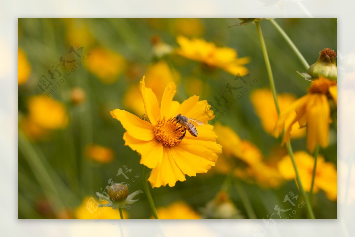 夏日雏菊与蜜蜂图片