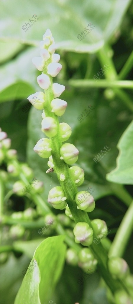 木耳菜花朵图片