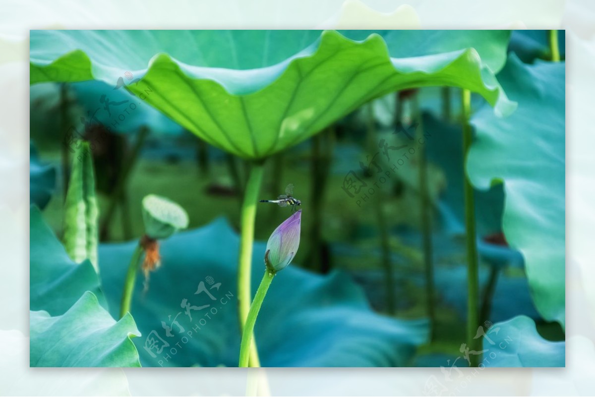 莲蓬蜻蜓背景图片