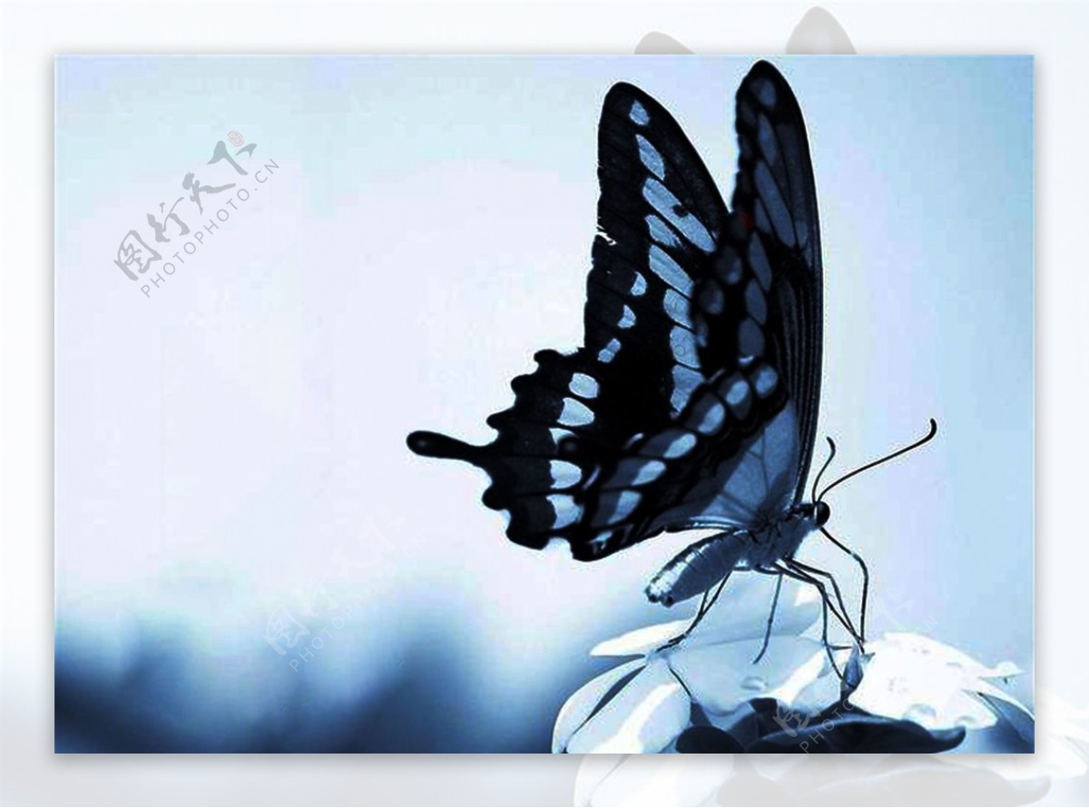 黑蓝蝴蝶图片