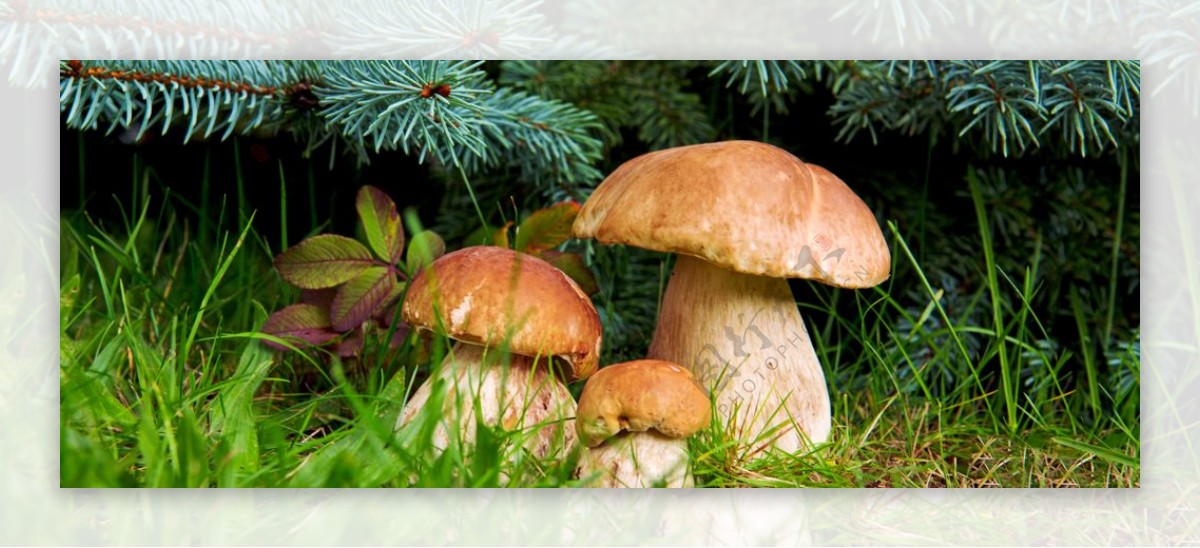 好看的野生蘑菇图片