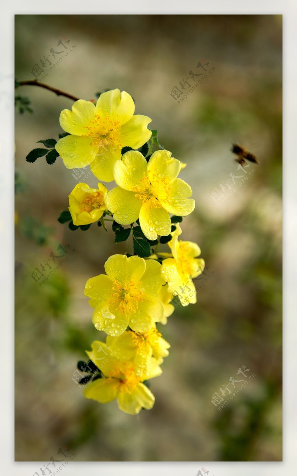 黄色小花秋季清新背景海报素材图片