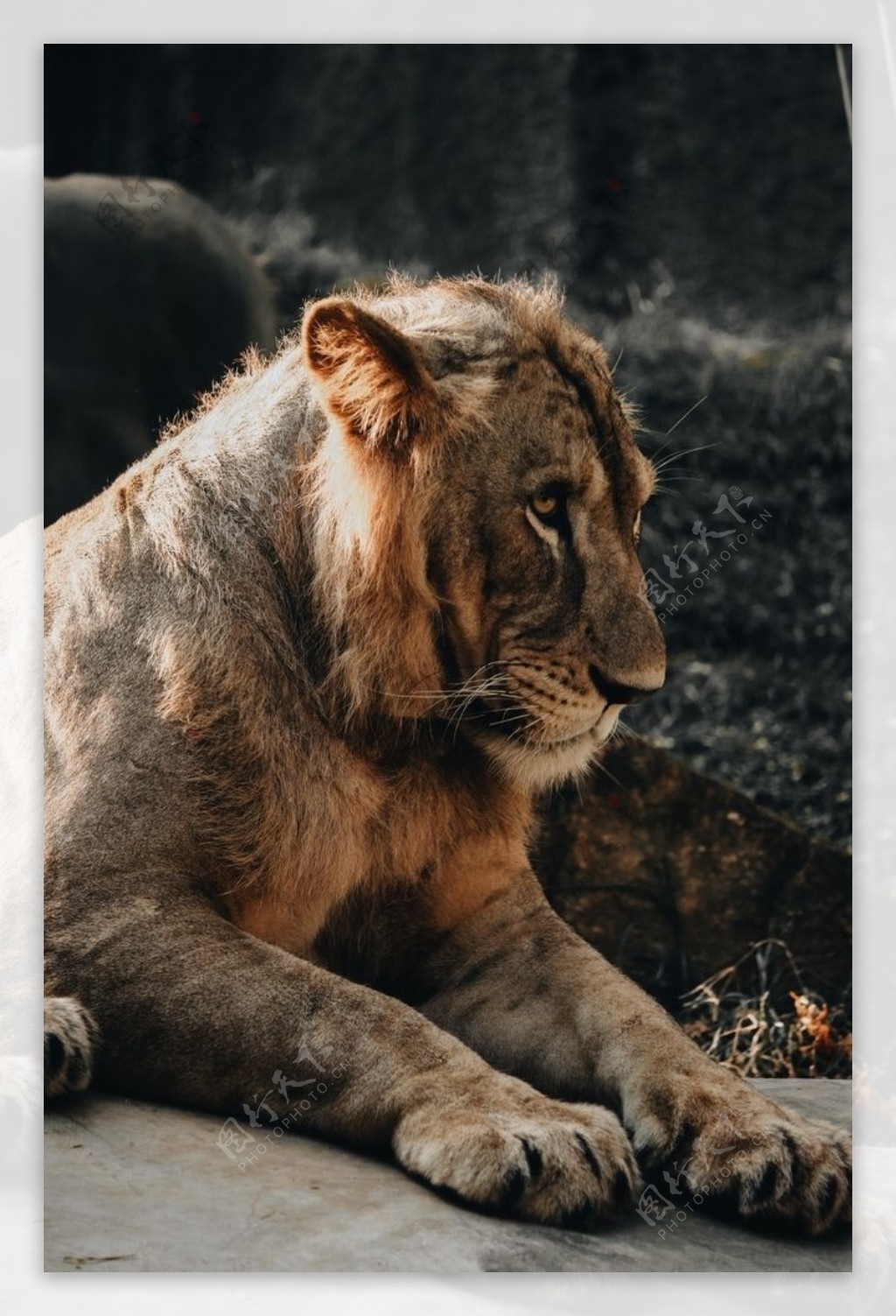 狮子图片