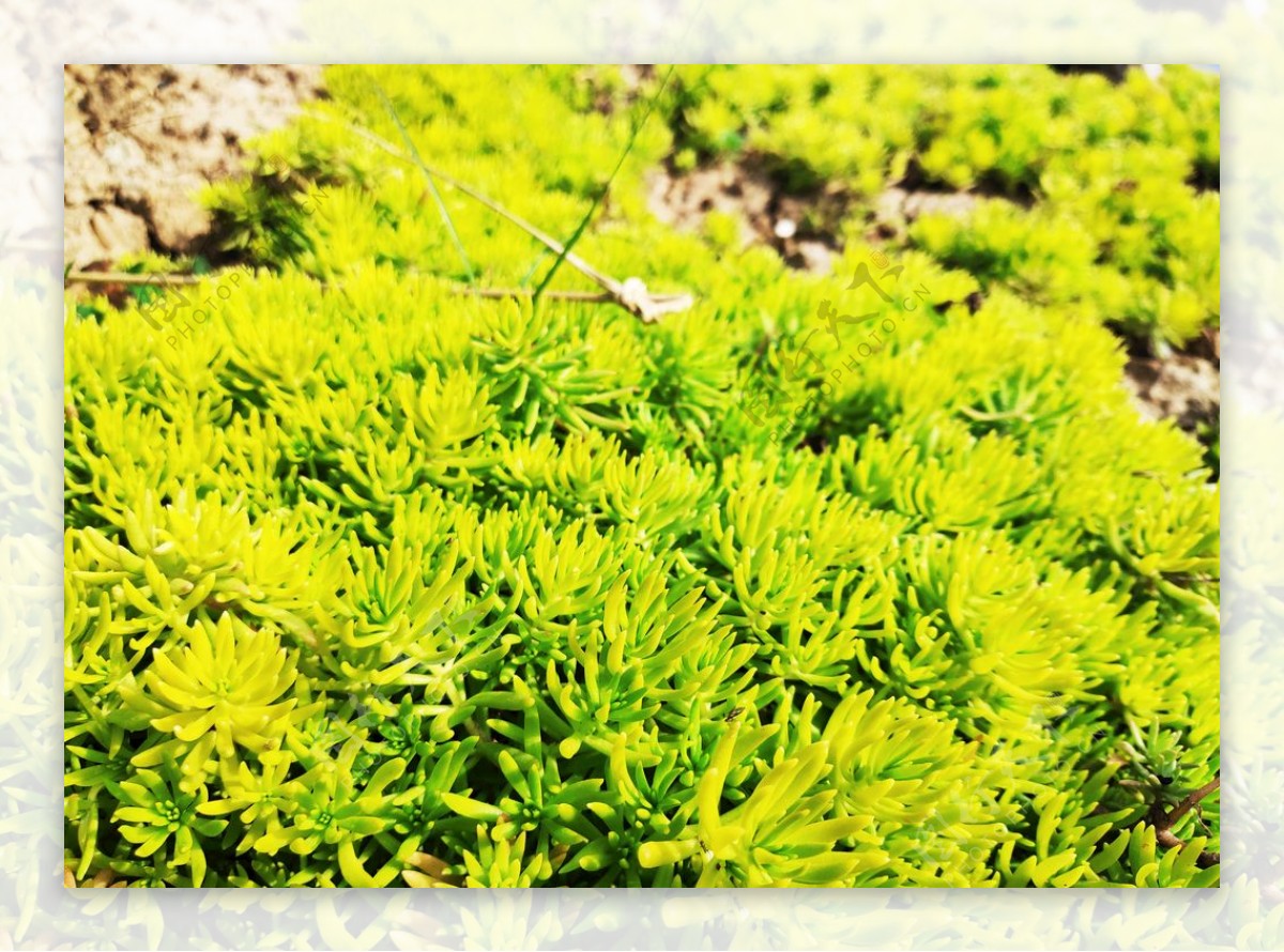 绿植绿叶植物图片