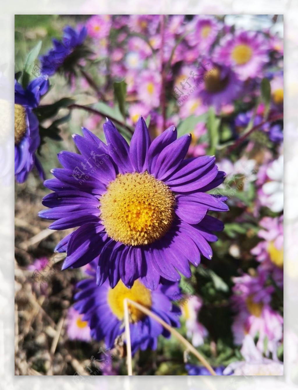 紫菊花图片