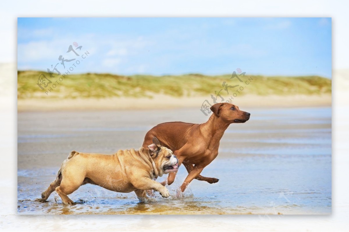 河边奔跑的两条狗狗图片