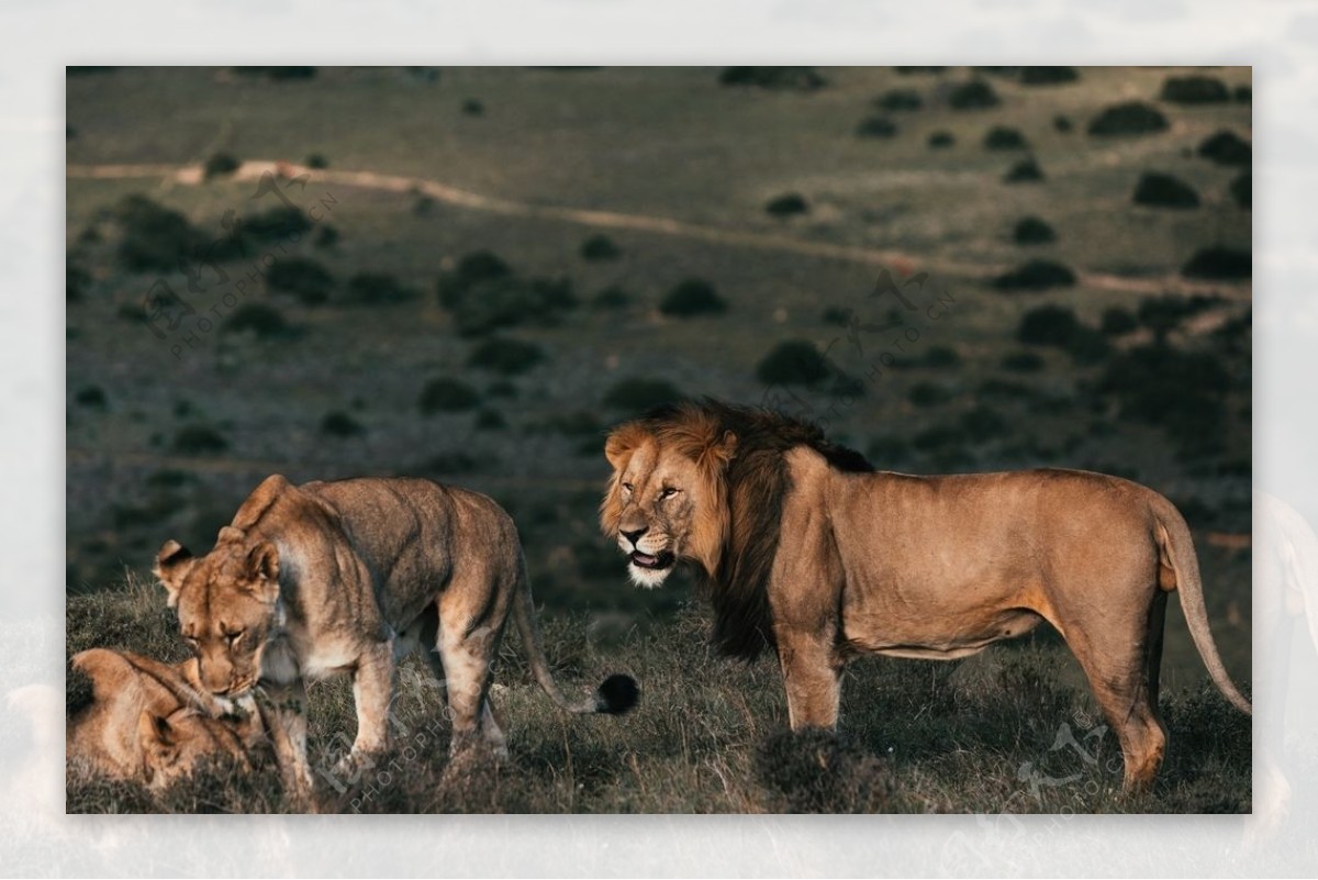 非洲狮子图片