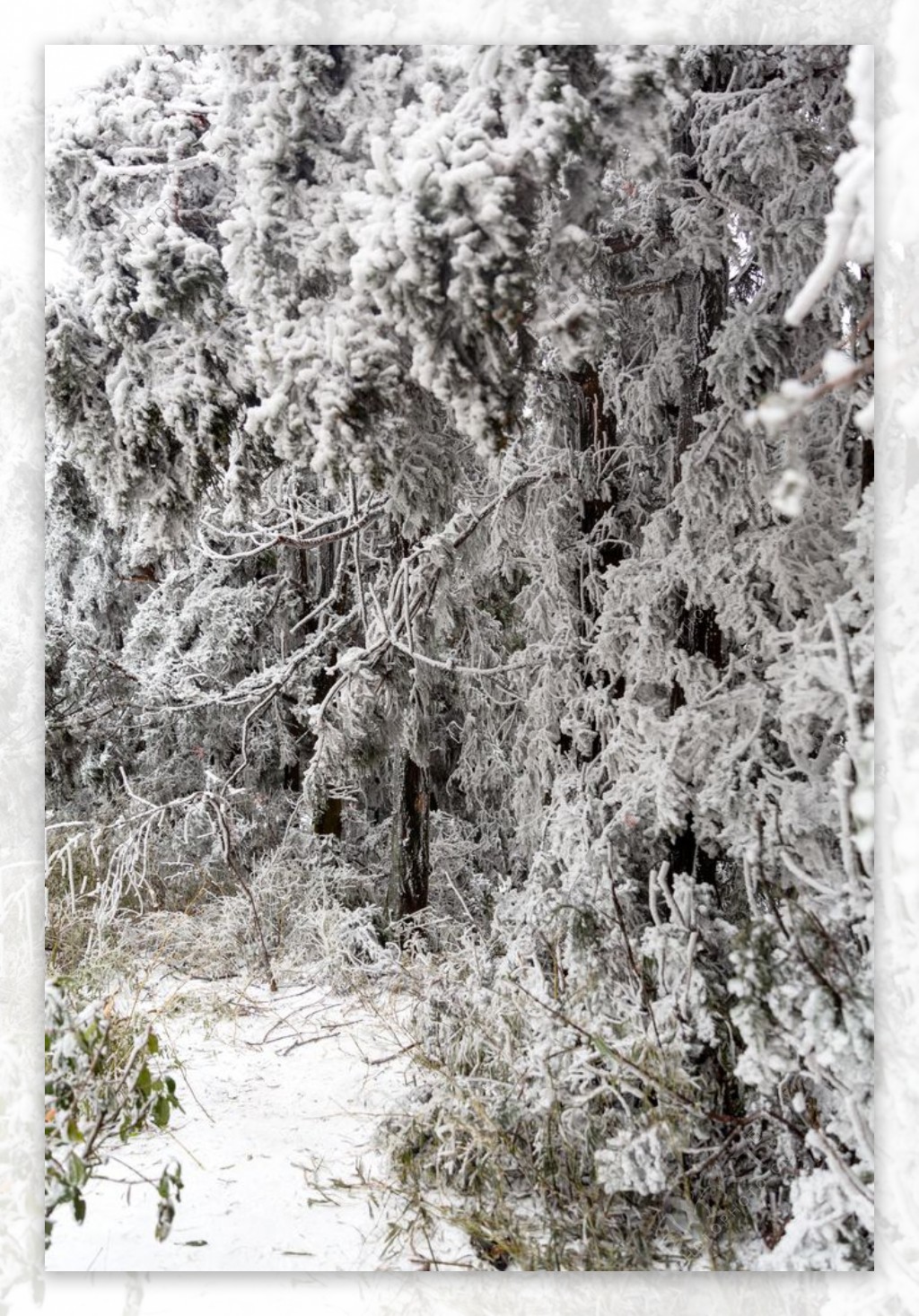 雪景图片