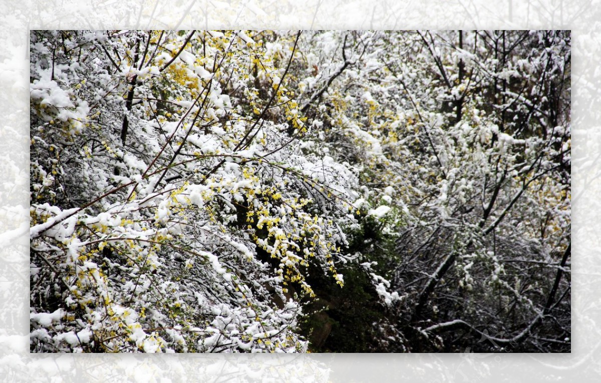 植物雪景图片
