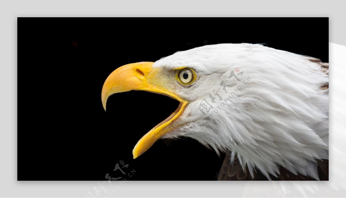黑色白色美国秃头鹰照片图片