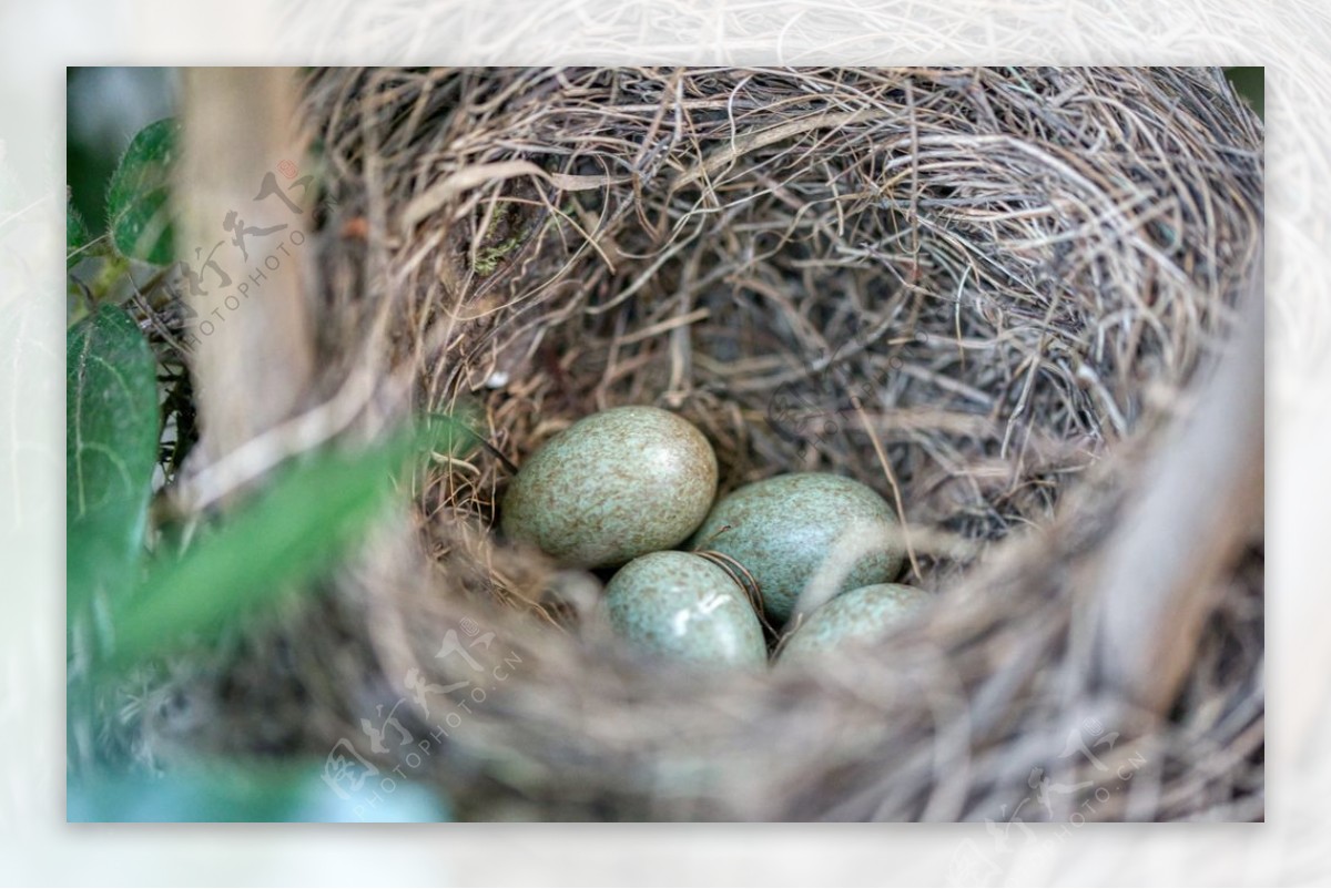 如何判断鹦鹉蛋有没受精，请看图-度小视