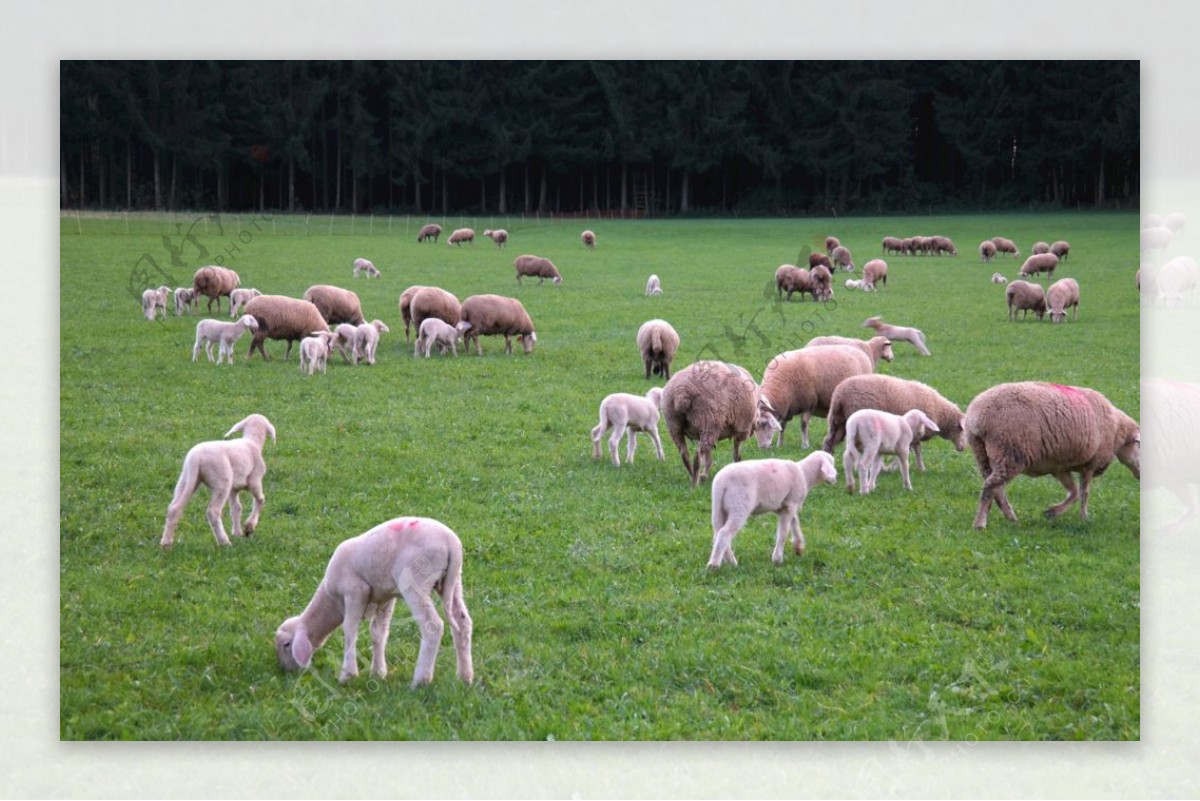 【一组羊群主题图摄影图片】天峻县生态摄影_太平洋电脑网摄影部落