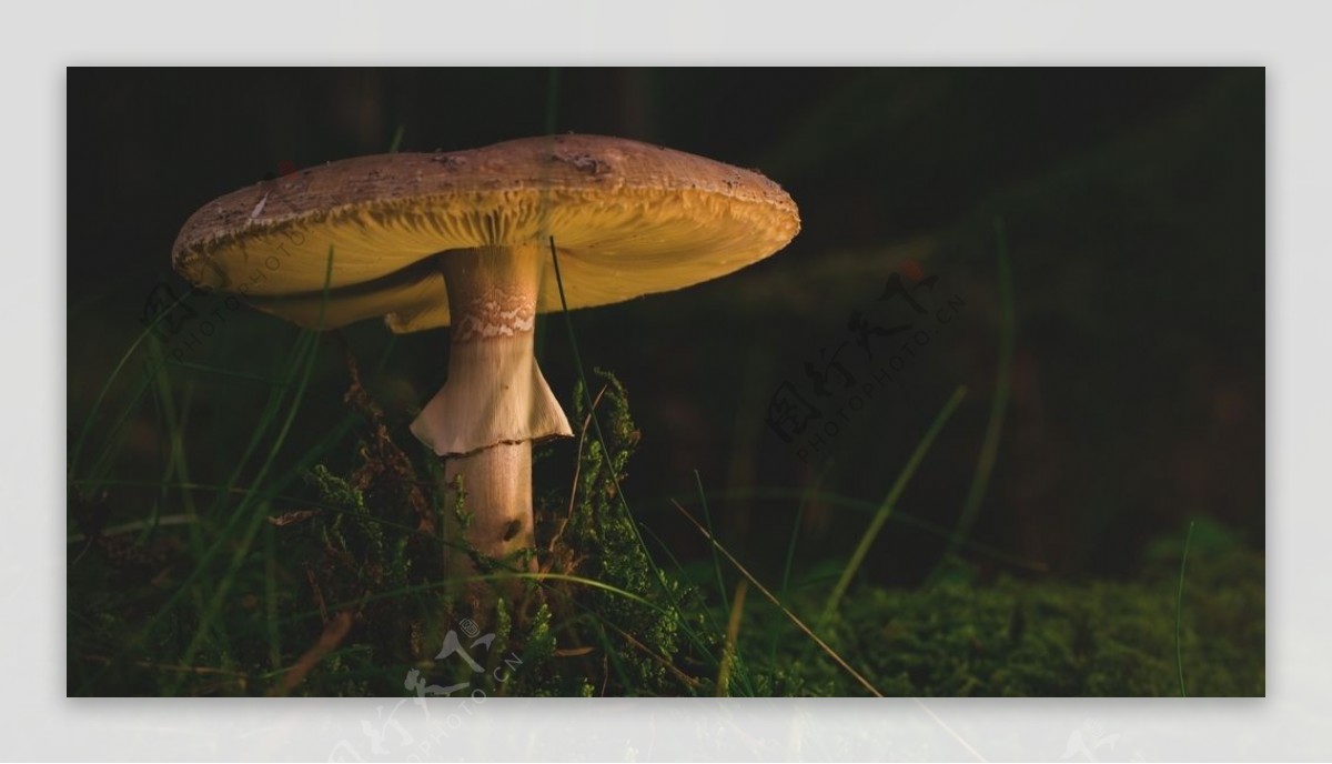 一只蘑菇图片