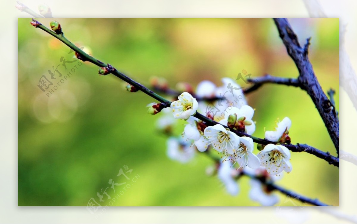 春季白色梅花图片