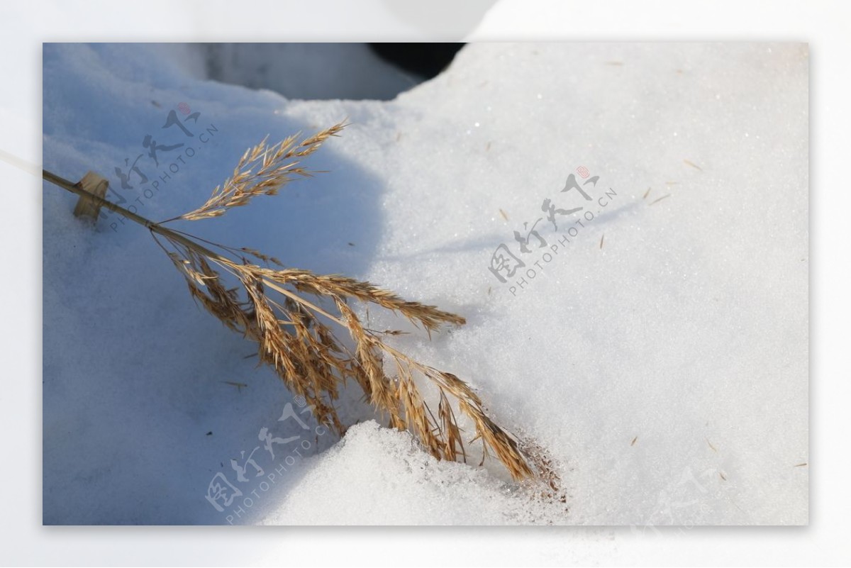 雪地枯枝风景冬天季节图片