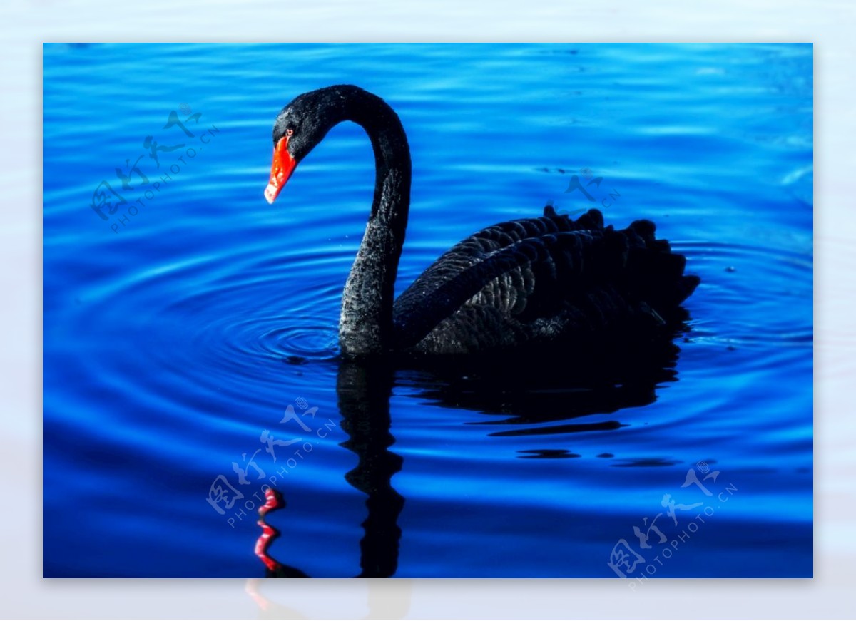 水面上的黑天鹅图片