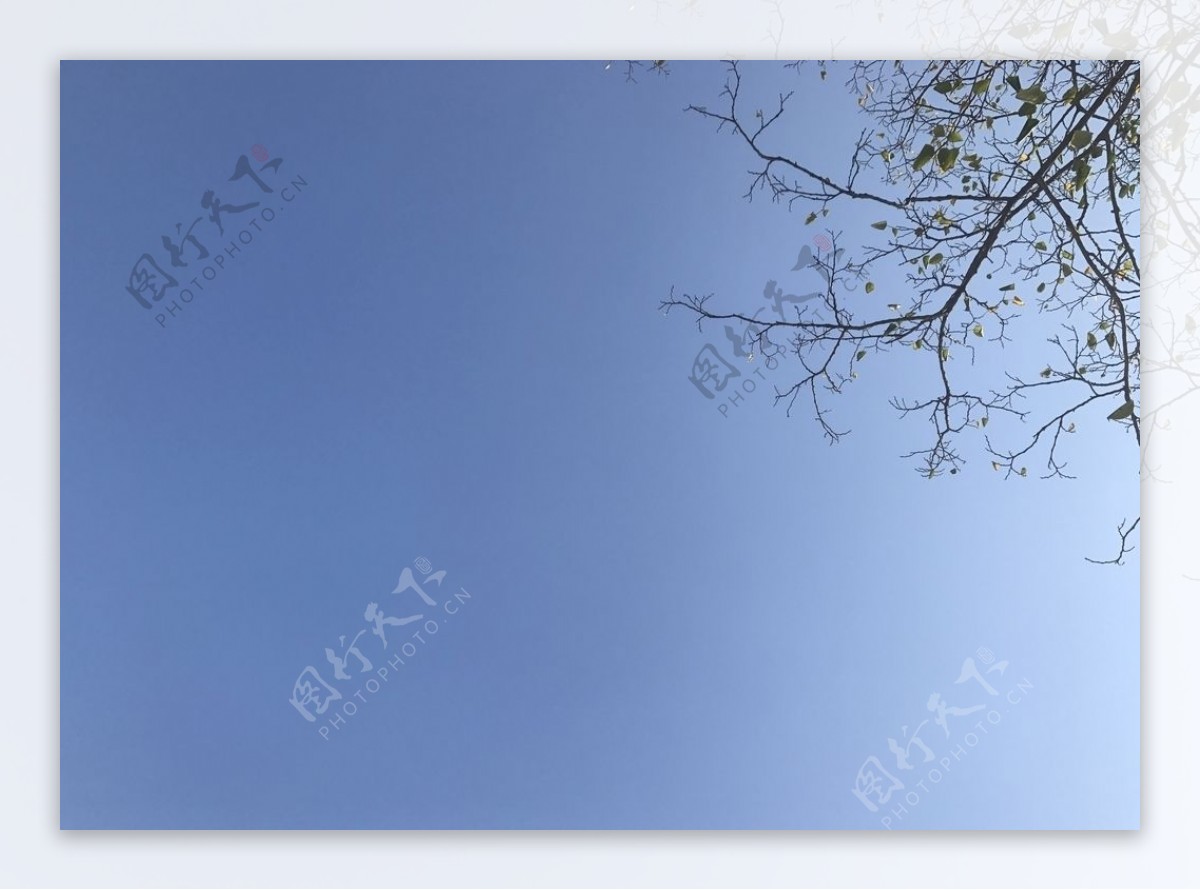 纯净的蓝天边角有树蓝天背景图片