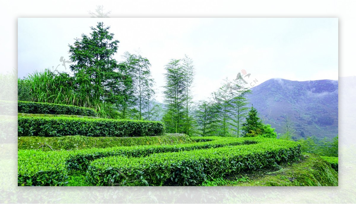 高山下的绿色茶园图高清摄影图片