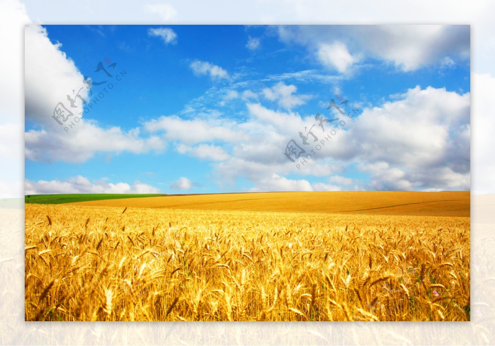 农作物麦田风景图片