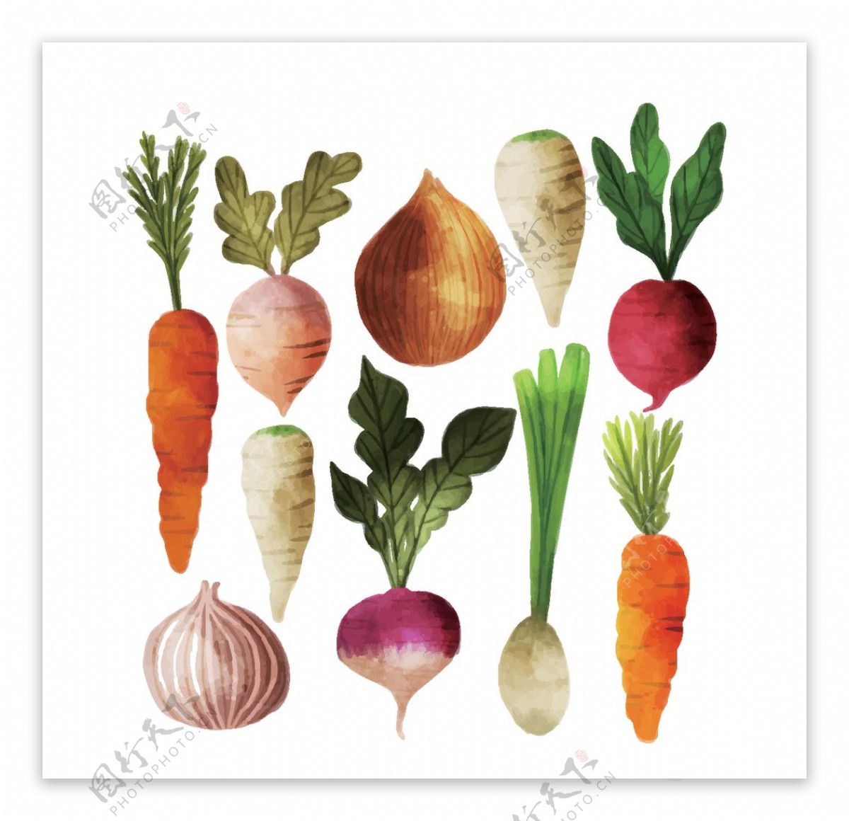 手绘蔬菜矢量图图片