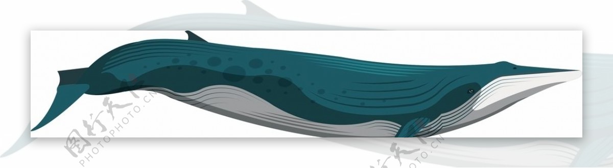 矢量鲸鱼图片