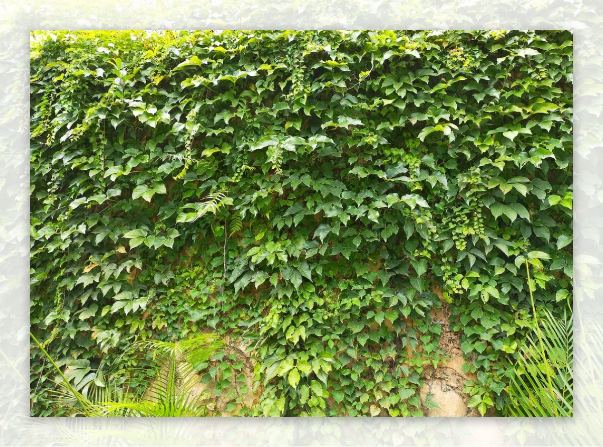 绿色植物墙图片