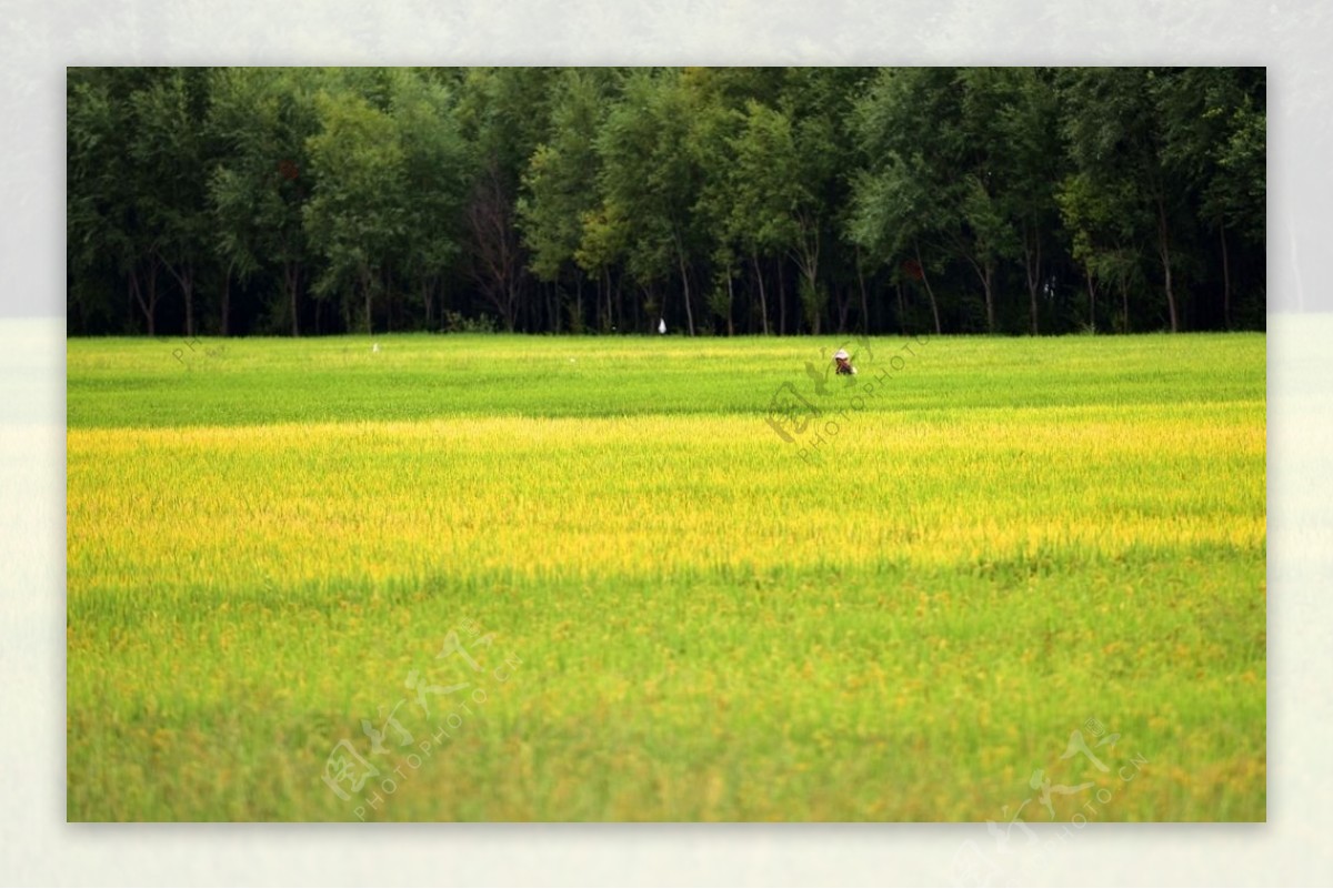 金灿灿的稻田图片