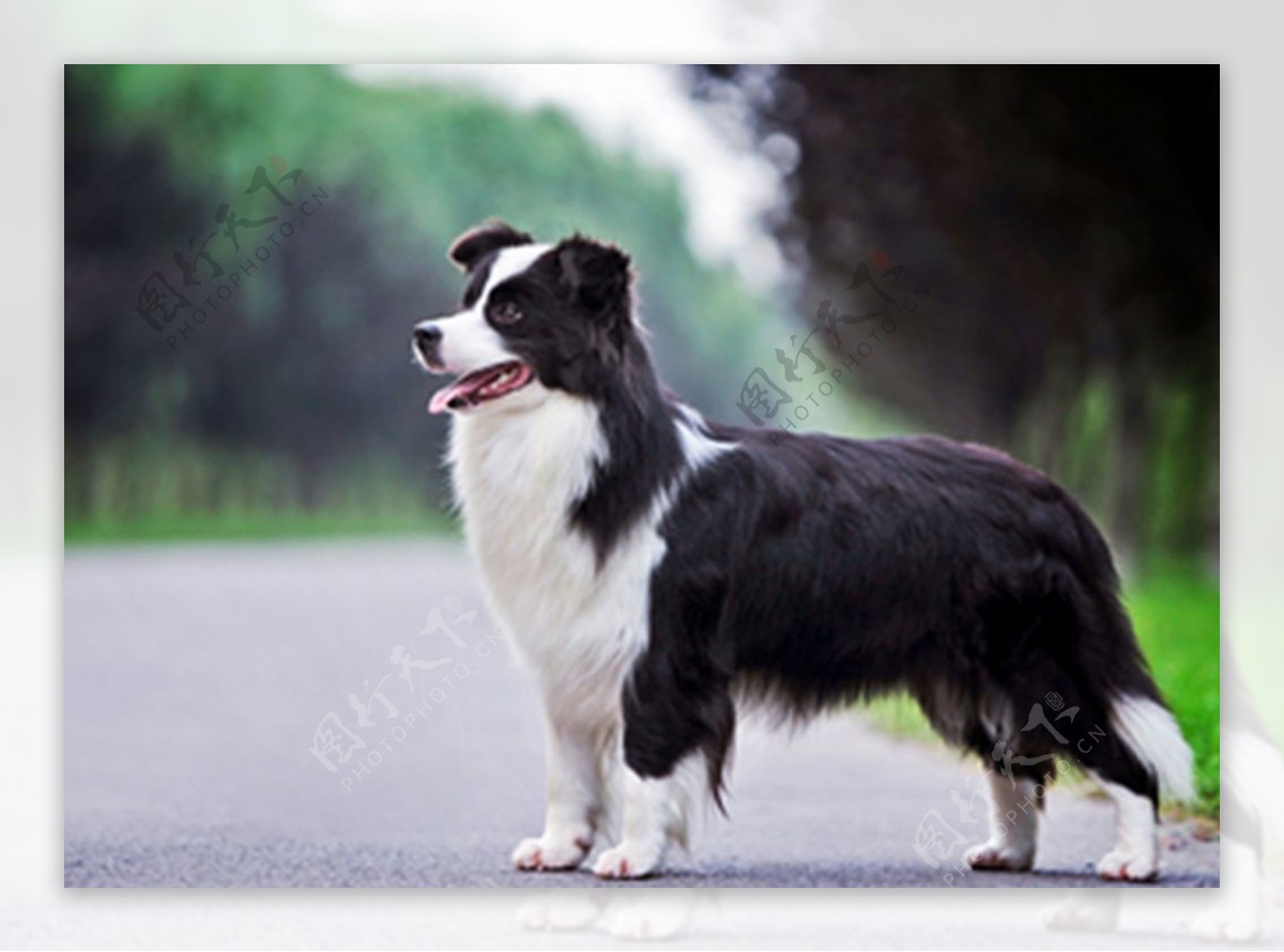 澳大利亚牧羊犬图片