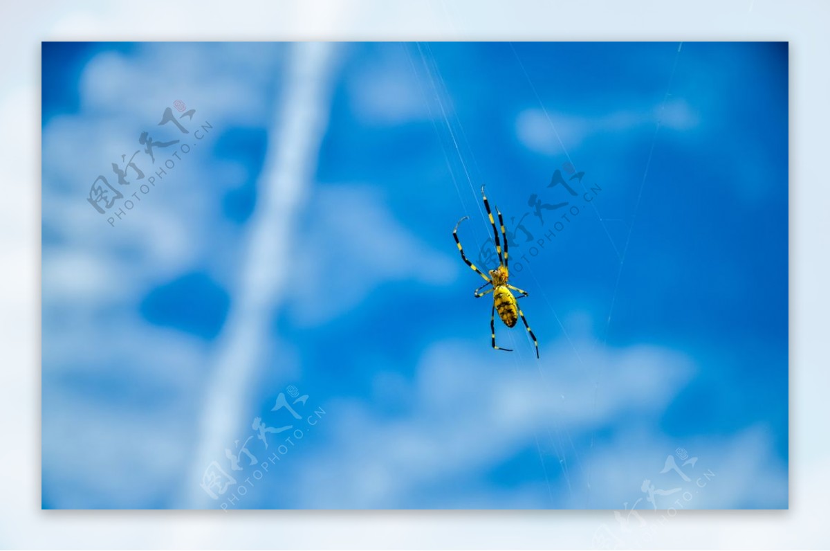 蓝天下的蜘蛛图片