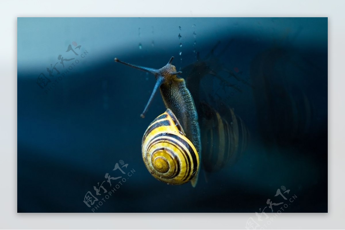 可爱的蜗牛图片