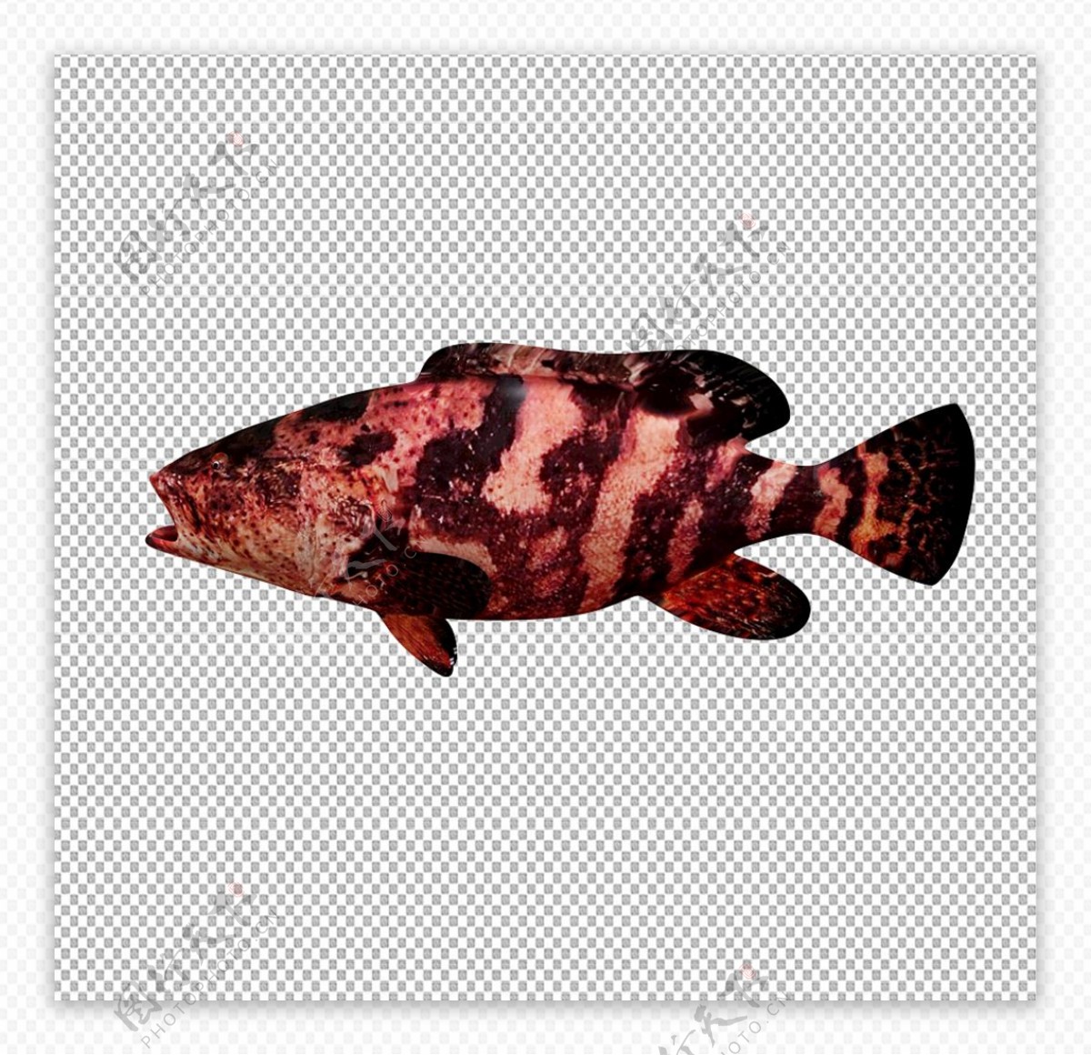 红锈石斑鱼图片
