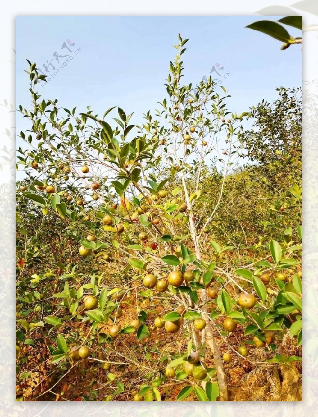 油茶树图片