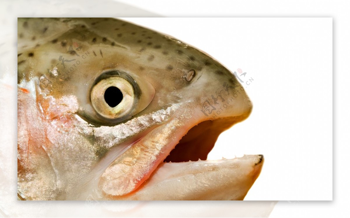 鱼头鱼嘴美食食材海报背景素材图片