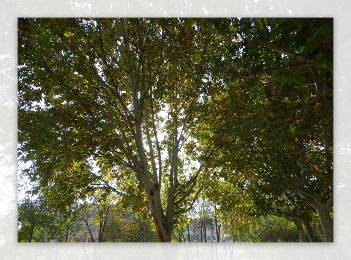阳光照耀秋天树图片