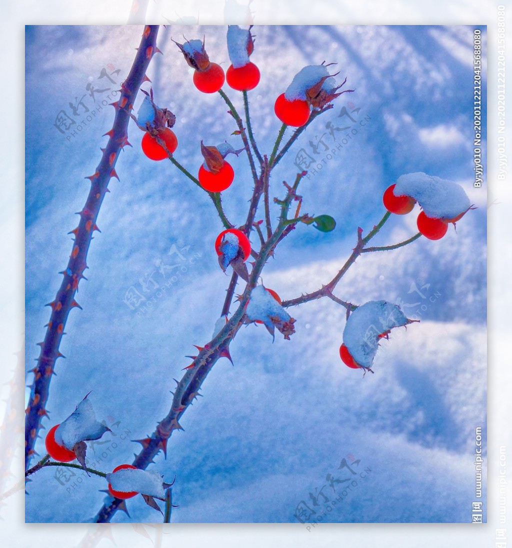 红果卧雪图片