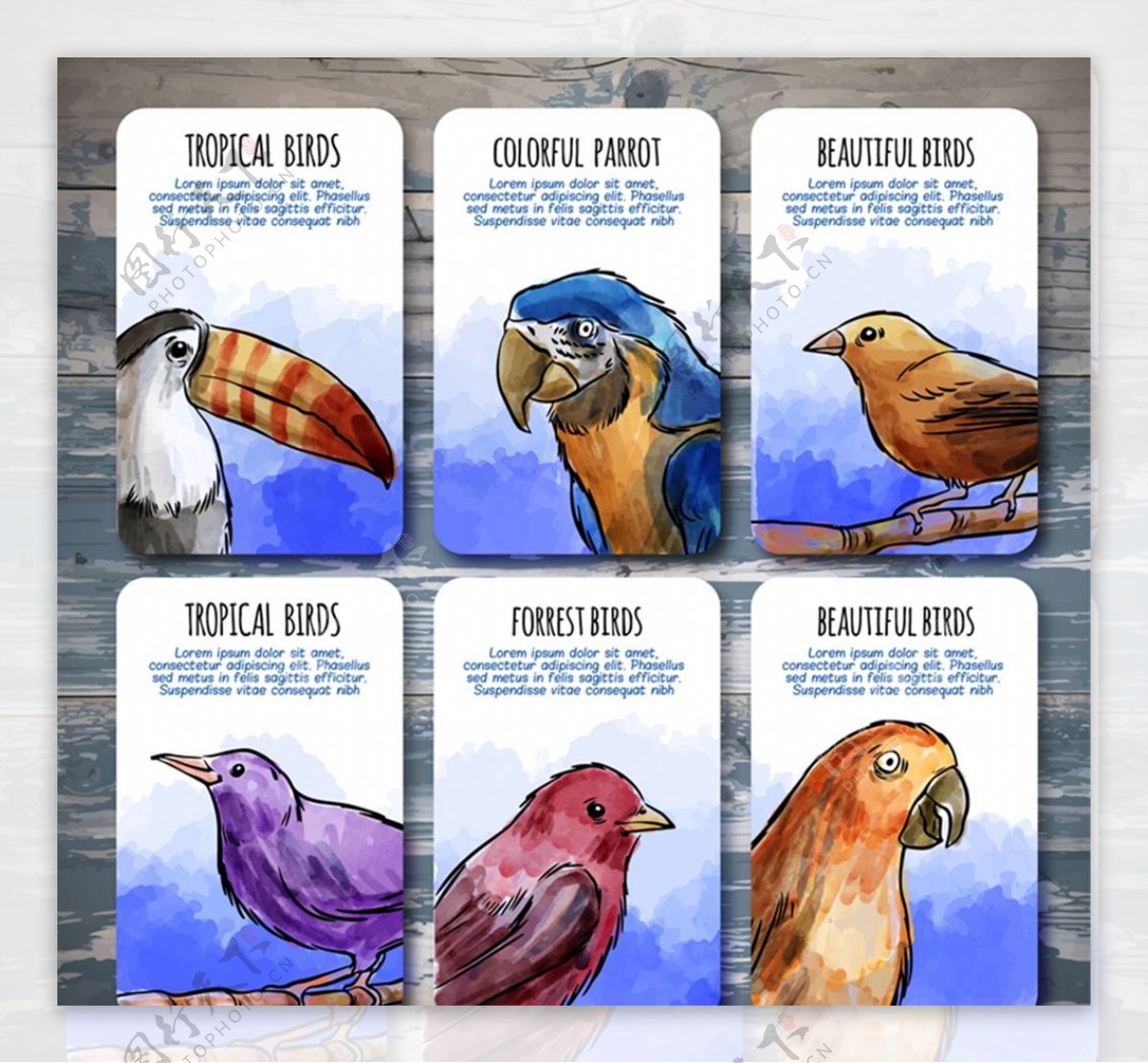 热带鸟类卡片图片
