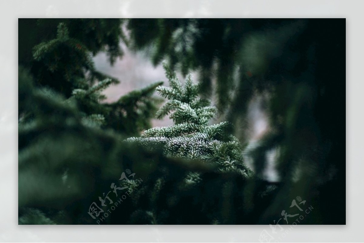 圣诞树装饰场景图片