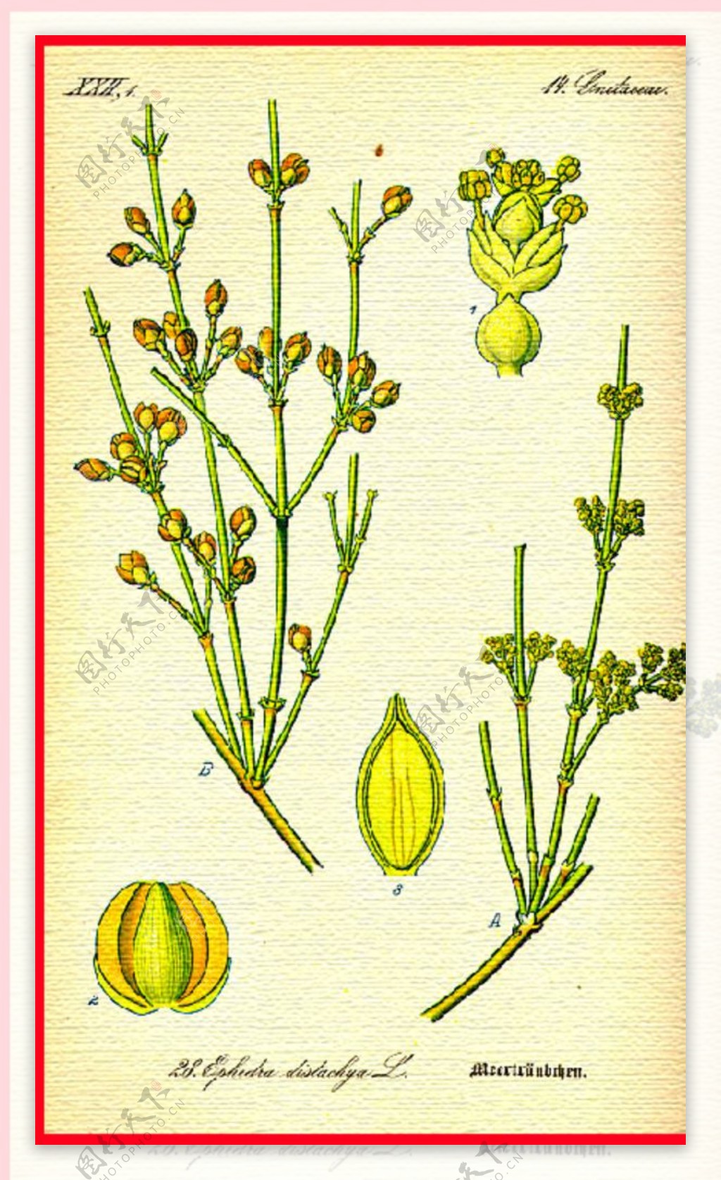手绘植物水彩图片