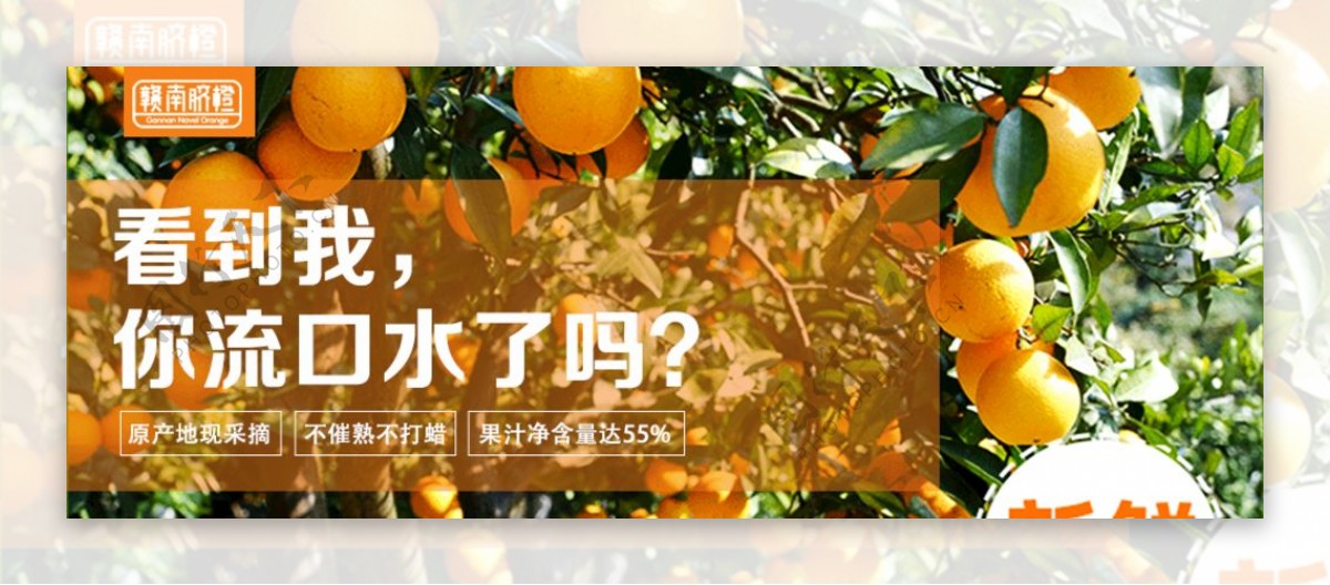 赣南脐橙banner图片