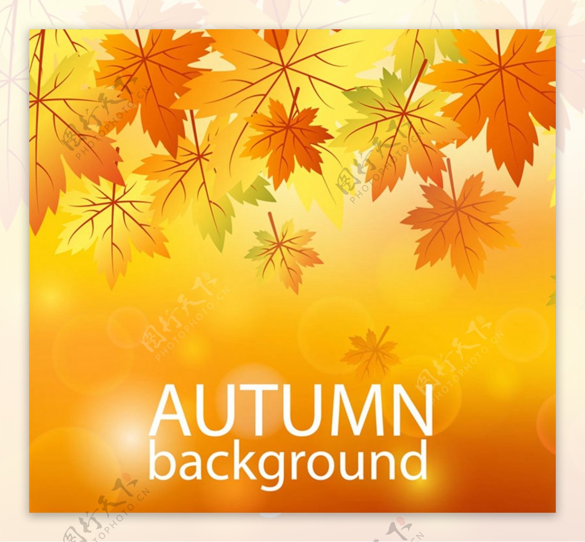 橙色秋季树叶图片