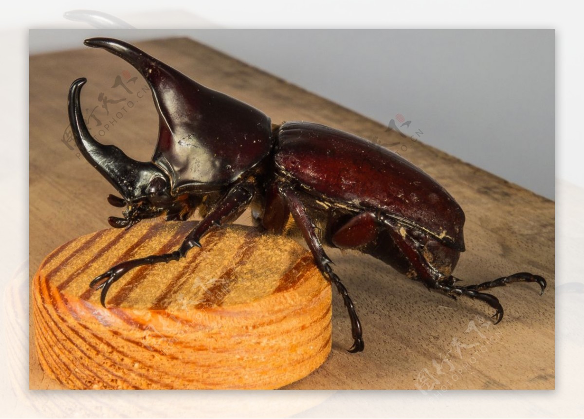 犀牛甲虫图片