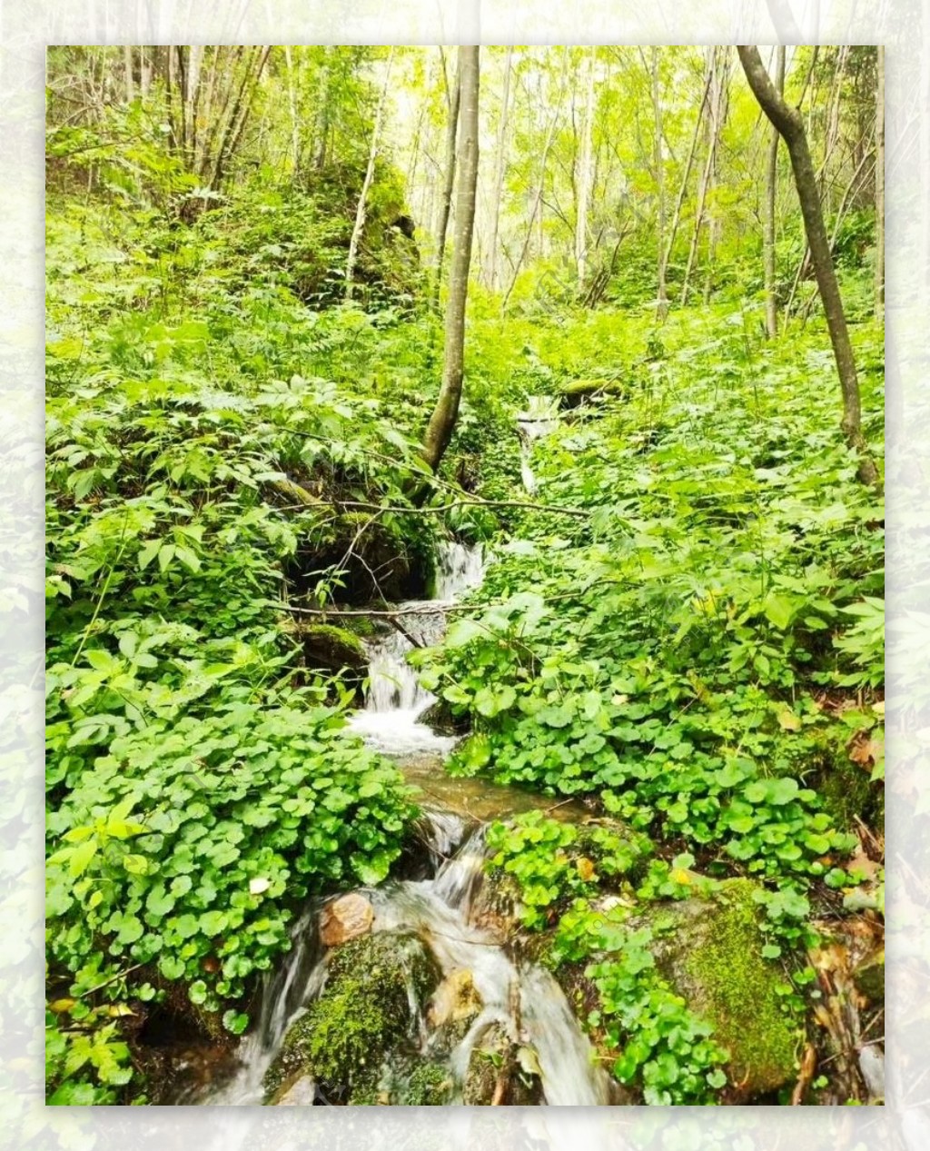 林间溪水图片
