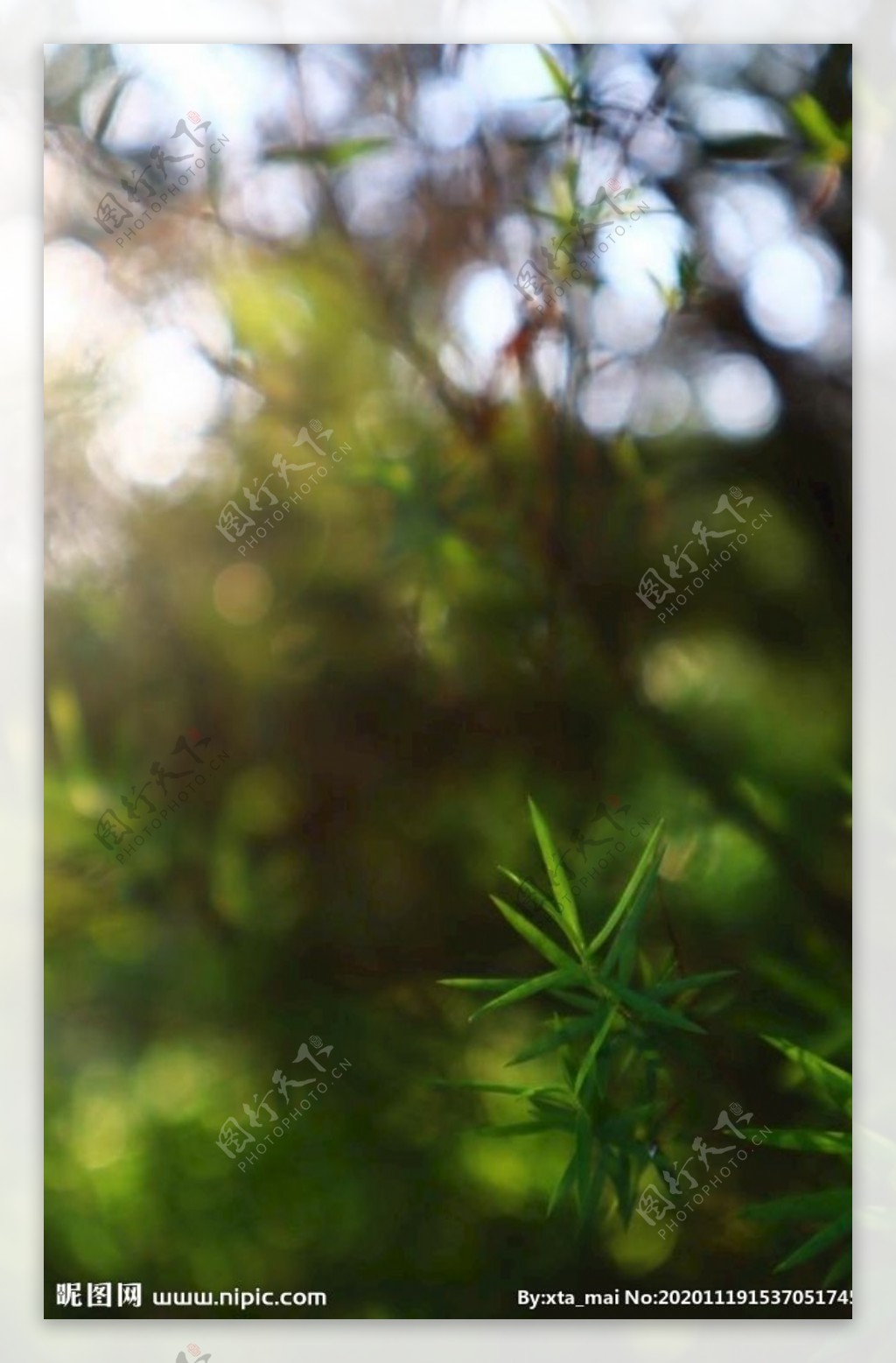 植物光影图片