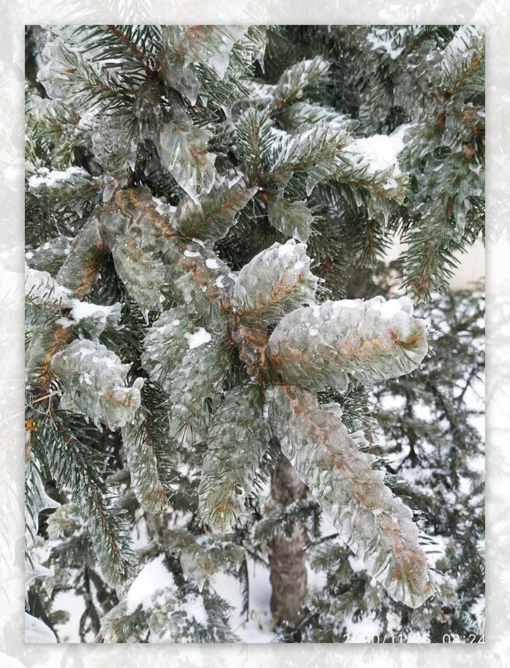 冻松树图片