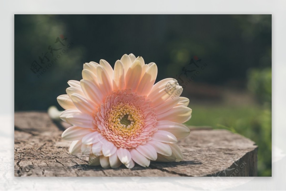 漂亮的非洲菊摄影美图图片