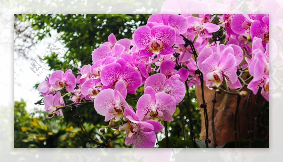 浅紫色兰花图片