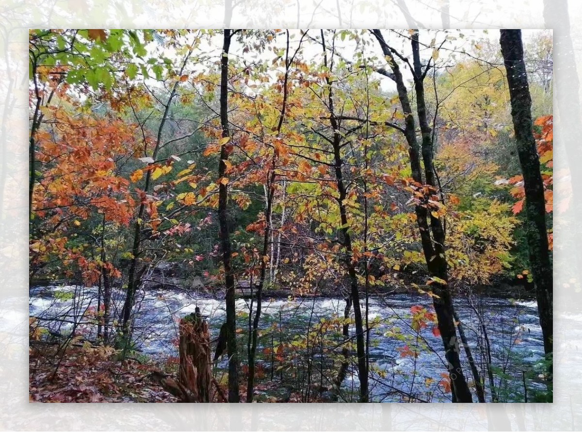 风景秋天落叶水流淌图片