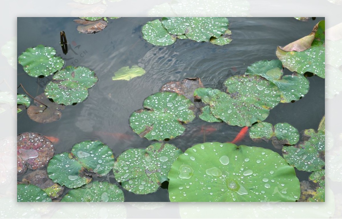 池塘里的睡莲拍摄素材图片