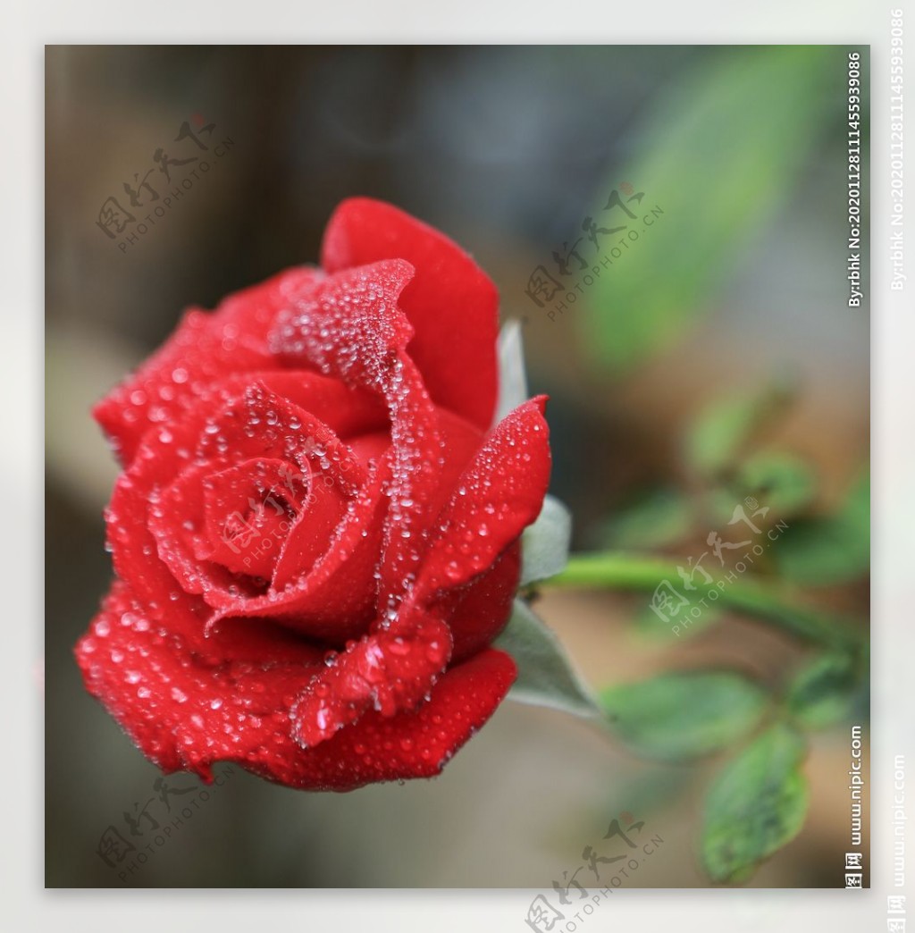 户外一朵红色玫瑰花特写图片