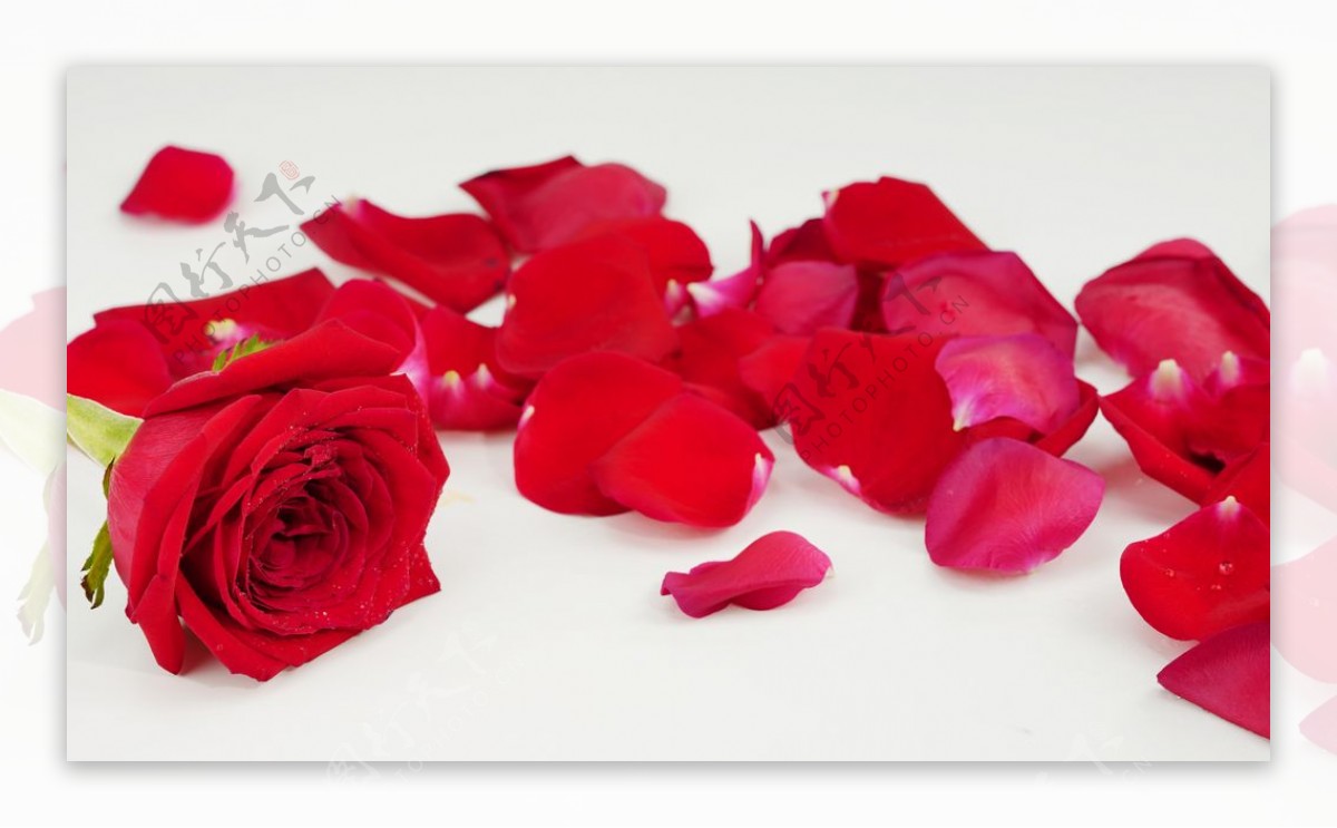 红色妖艳玫瑰花摄影图图片